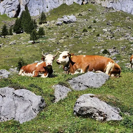 Mit Viel Charme, Kochnische Und 2 Betten